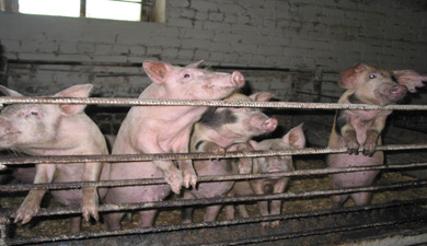 Эксперты выявили хищения на 500 млн. рублей при строительстве свинокомплекса в Чишминском районе Башкирии