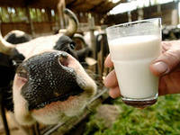 В Башкирии валовой надой молока составил 339,4 тысячи тонн