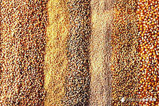 В Башкирии пострадавшие от засухи 9 районов получат 63,5 млн рублей на покупку семян
