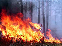 В Башкирии произошел первый в этом году лесной пожар