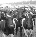 Башкортостан стал первым в России по поголовью крупного рогатого скота