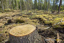 В Башкирии снизилось число незаконных рубок леса