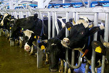 В Башкирии инвесторы вложат 8 млрд рублей в молочное животноводство