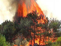 В Башкирии за три дня произошло 7 лесных пожаров