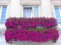 В Уфе проходит конкурс на лучшие балкон, цветочную клумбу и палисадник