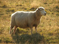 В Башкирии двое парней похитили овечку, чтобы сделать из нее шашлык