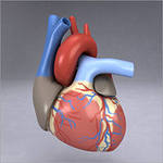 В Уфе, в клинике БГМУ, оборудование создает 3D-модель сердца