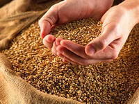 В Башкирии хозяйствам выдали около 50 млн рублей под залог зерна