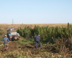 В Башкирии полицейскими уничтожено 170 килограммов конопли