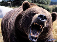 В Башкирии медведь убил грибника