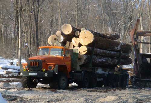 В Уфе незаконно срубили деревья на 2,3 млн рублей
