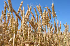 Объем валовой продукции сельского хозяйства Башкирии превысил 94 млрд рублей
