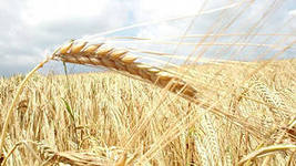 В Башкирии назвали лучшие аграрные организации 2013 года