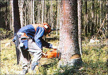 В Башкортостане бывший лесничий незаконно рубил лес