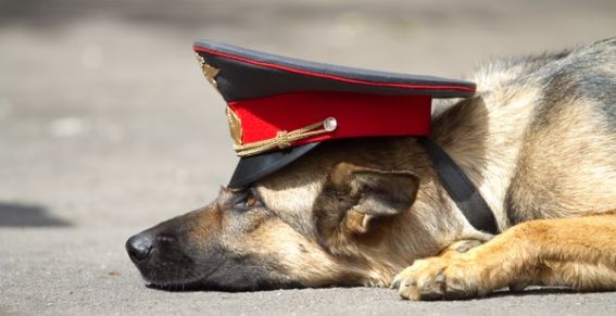 В Башкортостане полицейский пес задержал автомобильных воров