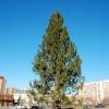 В Уфе появилась еще одна живая новогодняя елка