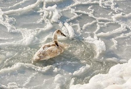 Башкирские спасатели освободили из ледяного плена стаю лебедей