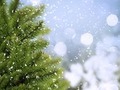 В Башкирии заготовят 220 тысяч новогодних елок