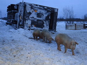 Фургон со 180 свиньями из Башкирии опрокинулся в Томской области
