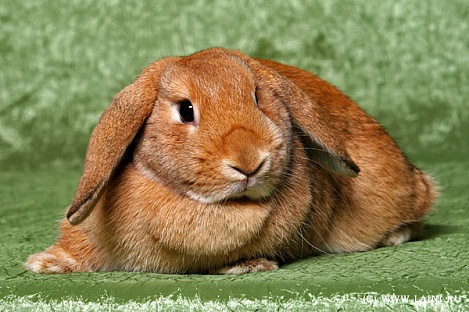 В Башкирии расследуют убийство кролика бензопилой