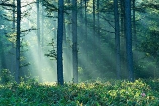 В Башкортостане проведут конкурс «Рыцарь леса – 2014»