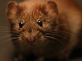 В Башкирии 7 человек заразились мышиной лихорадкой
