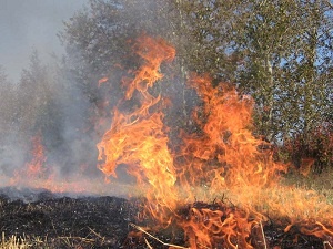 В Башкирии от пожаров пострадало более 71 га леса