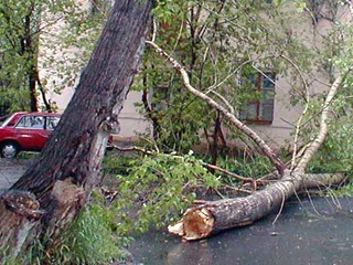 Сильный ветер в Уфе повалил деревья и оборвал линии электропередач