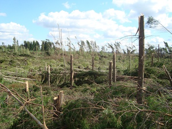 В Башкирии от урагана пострадало более 136 га леса