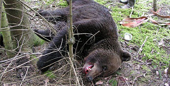Башкирские полицейские задержали браконьеров с тушей медведя