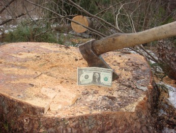 Лесной фонд Башкирии понес ущерб на 12 миллионов рублей