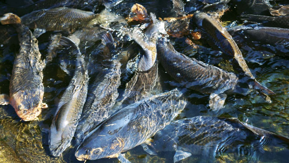 В Башкирии начнут развивать рыбное хозяйство