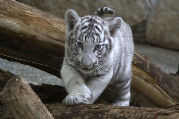 В зоопарке Уфы появится белый тигр