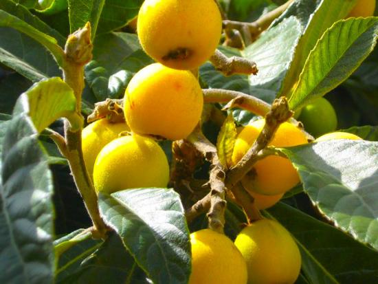 За прошлый год в уфимском лимонарии собрали 20 тонн плодов