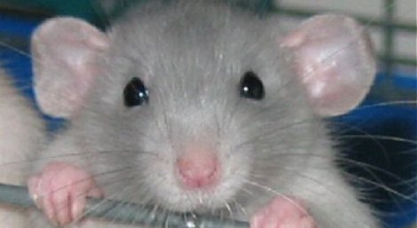 В уфимском супермаркете посетители обнаружили крысу