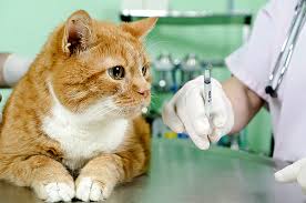 В столице Башкирии проведут вакцинацию домашних животных