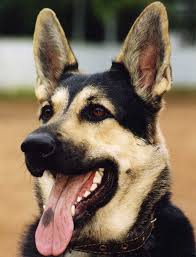 В Башкортостане служебная собака нашла вора