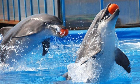 В столице республики начинает работу дельфинарий