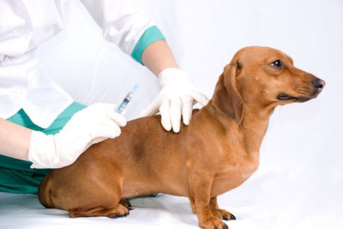 В Уфе проводится массовая вакцинация домашних животных