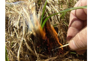 В Госдуме рассмотрят законопроект о запрете выжиганий сухой травы