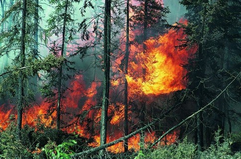Около 5 гектаров леса сгорело за сутки в Башкирии