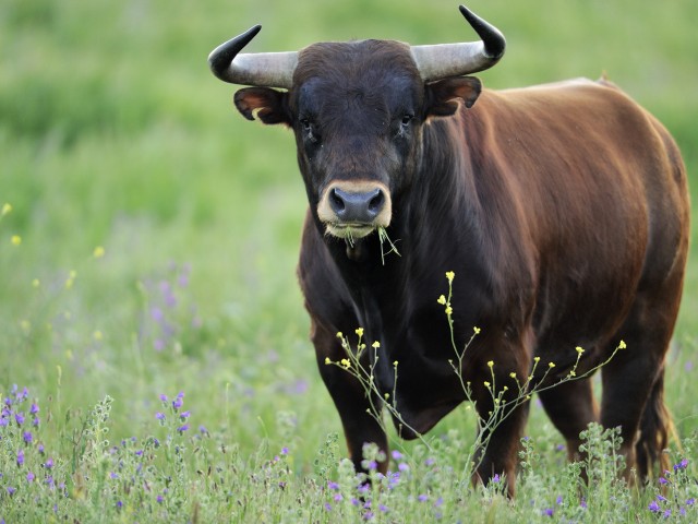 В Башкирии бык насмерть забодал фермера