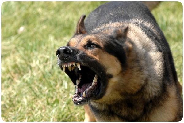 В Башкирии собака напала на 3-летнего мальчика
