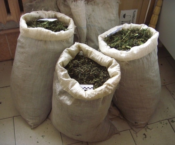 В садовом домике Башкирии нашли более 50 кг марихуаны