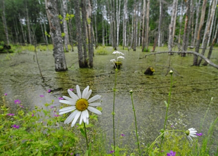 В Башкирии будут заниматься изучением и сохранением торфяных болот