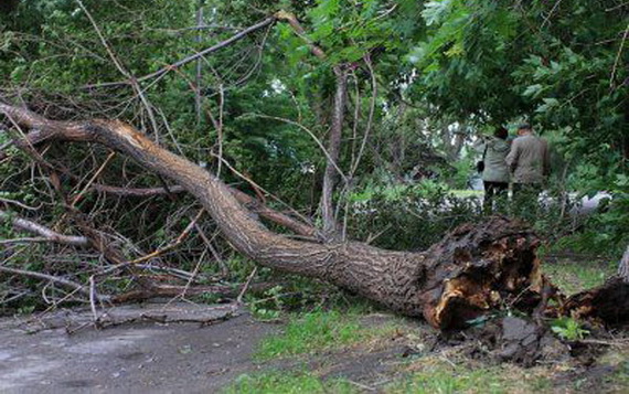 В Уфе упавшими деревьями повреждены автомобили и дома