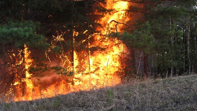 В Республике Башкортостан загорелся лес