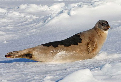 Рабочие «Башнефти» спасли маленького гренландского тюленя