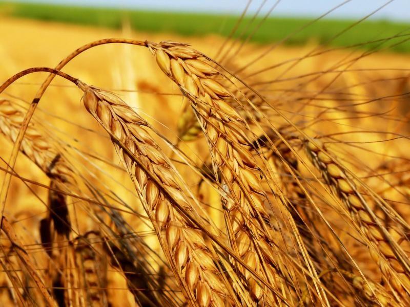 В Башкирии затраты на жатву составят 3,96 млрд рублей