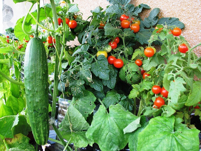 В Башкирии заключенные вырастят овощи на 140 млн рублей